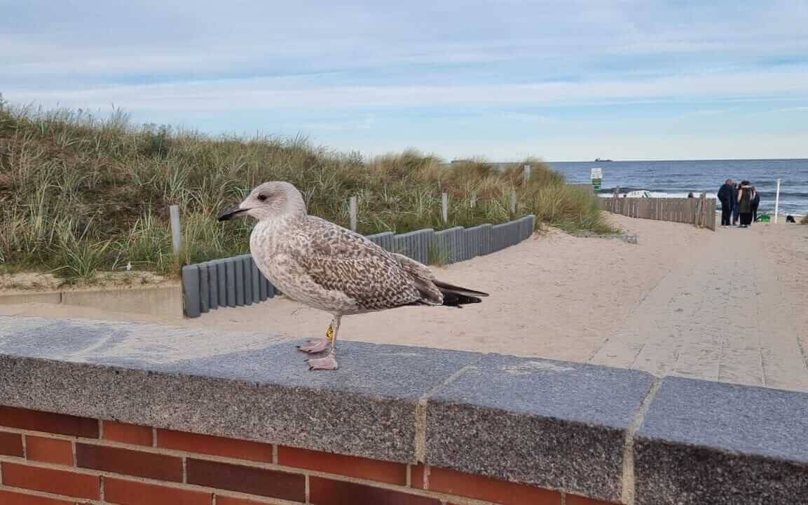 Strand Baabe Lachmöwe